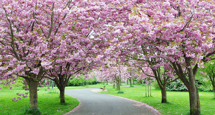 Cherry Blossoms at ISA